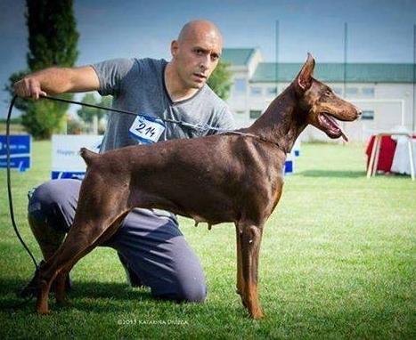 Cassia v. Belic House | Brown Doberman Pinscher