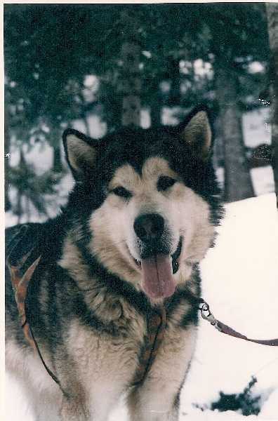 Eeroq yukon quest of Greystone Shadow | Alaskan Malamute 