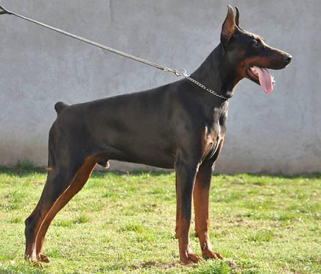 Aroganto (JRSP) | Brown Doberman Pinscher