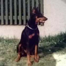 Chic v. Unstruttal | Black Doberman Pinscher