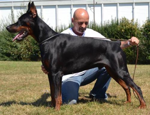 Elano Graf of Ja-mes-le'mon | Black Doberman Pinscher