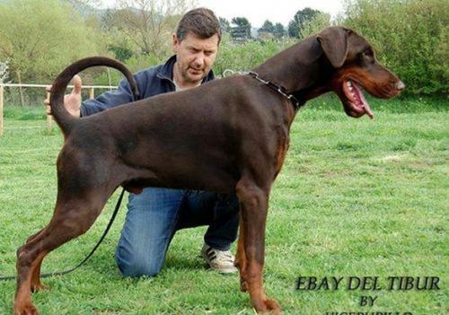 Ebay del Tibur | Brown Doberman Pinscher