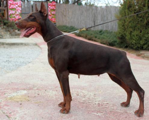 Freya Flemming di Altobello | Brown Doberman Pinscher