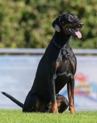 Carlos v. Schlossrudwalde | Black Doberman Pinscher