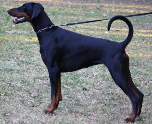 Nubis v. Hellerwald | Black Doberman Pinscher