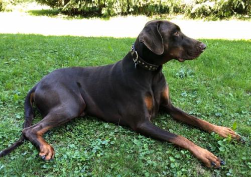 Ayur (NHSB 2952671) | Brown Doberman Pinscher