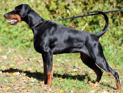 Giulietta Opus Meum | Black Doberman Pinscher