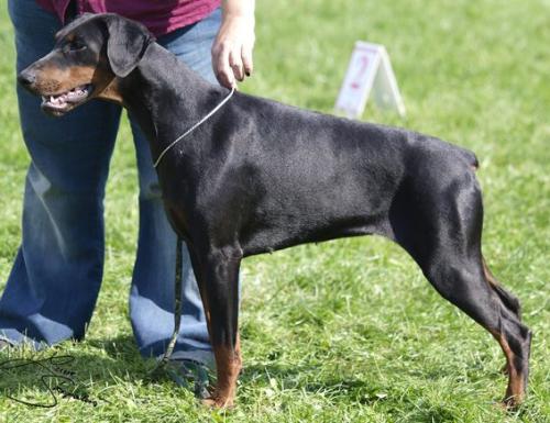 Caia Claire z Helfstyna | Black Doberman Pinscher