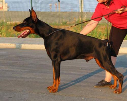 Teraline Kronos | Black Doberman Pinscher