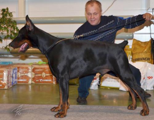 Teraline Fado | Black Doberman Pinscher