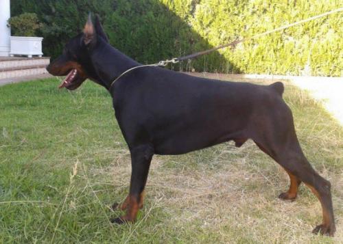 Teraline Freyr | Black Doberman Pinscher