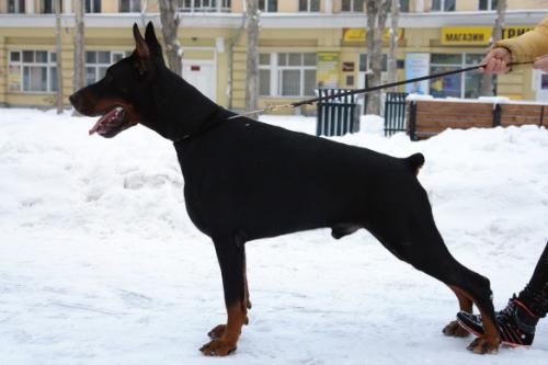 Teraline Fantom | Black Doberman Pinscher