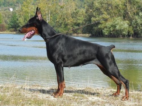 Teraline Frederika | Black Doberman Pinscher