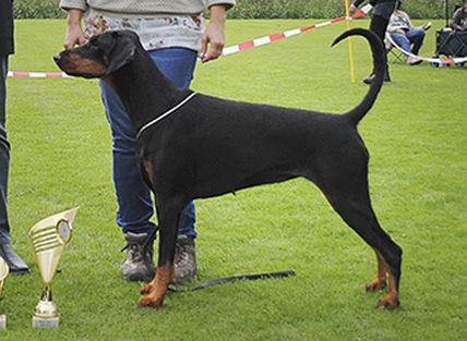 Russkaja Mechta Sladkaja Slava | Black Doberman Pinscher