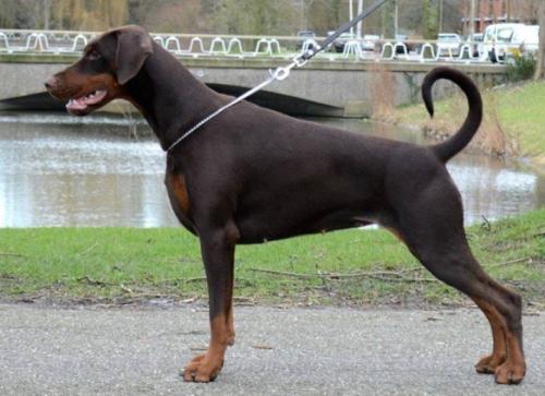 Russkaja Mechta Surpriz Solntze | Brown Doberman Pinscher