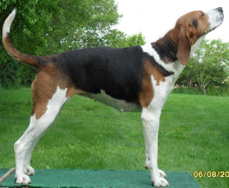 Cherry Creek Sioux War Cry | Treeing Walker Coonhound 