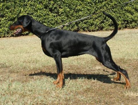 Querida di Casa Fox | Black Doberman Pinscher