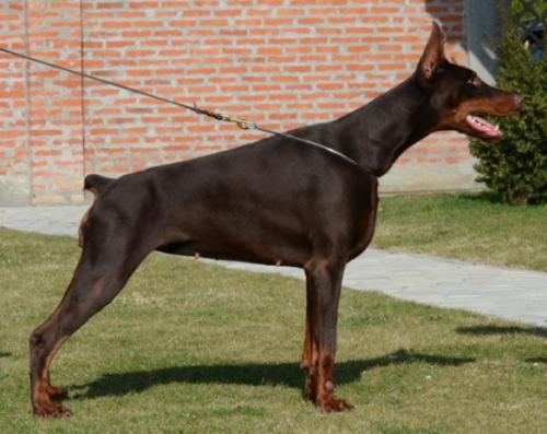 Tashi Betelges | Brown Doberman Pinscher