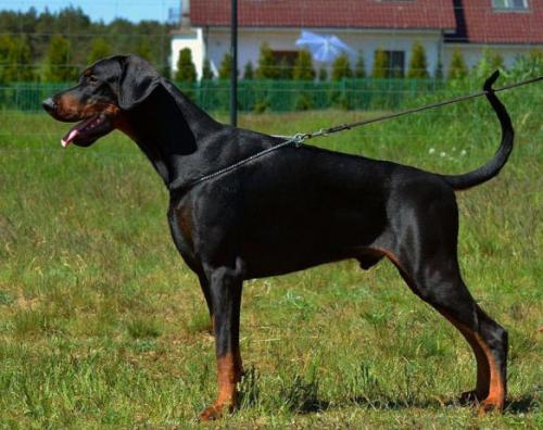 Dan z Padoku | Black Doberman Pinscher