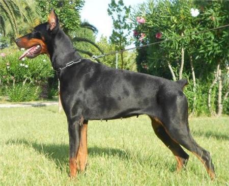 Tatiana di Tamalu' | Black Doberman Pinscher