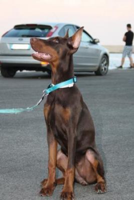 Clou di Tamalu' | Brown Doberman Pinscher