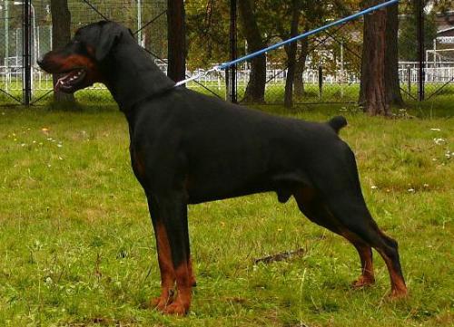 Agassi  Two Lions House | Black Doberman Pinscher