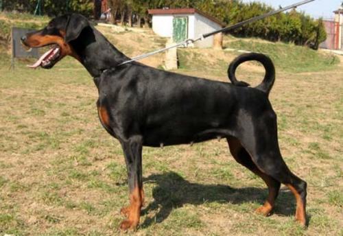 Panda di Altobello | Black Doberman Pinscher