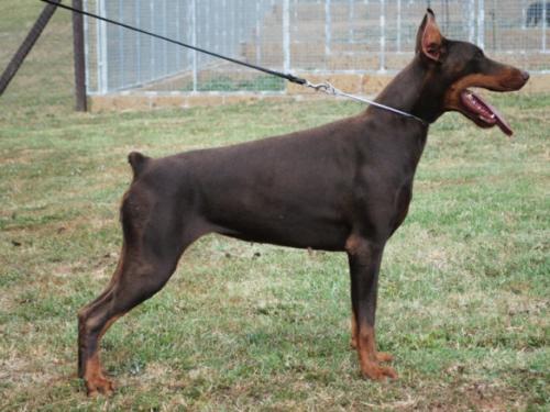 Meyada Bayete Campagnanensis | Brown Doberman Pinscher