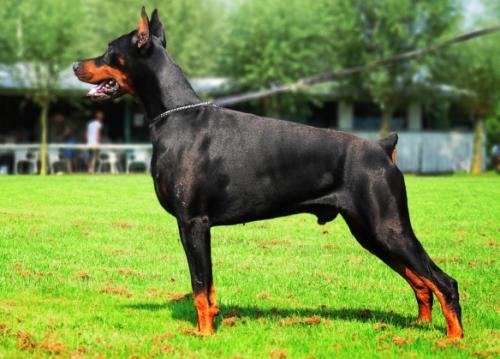 Pride & Passion Azar | Black Doberman Pinscher