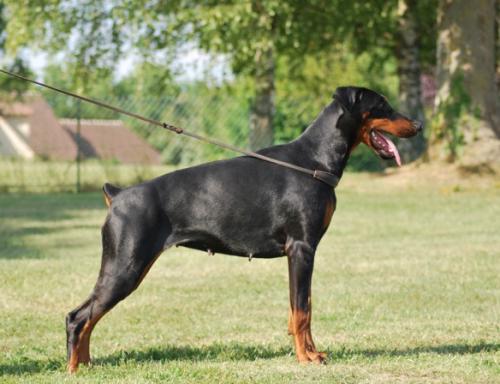 Fazarah-V'Ummanaq du Reflet des Songes | Black Doberman Pinscher