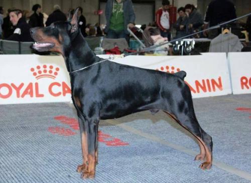 Pascia della Ninfa Nobel | Black Doberman Pinscher