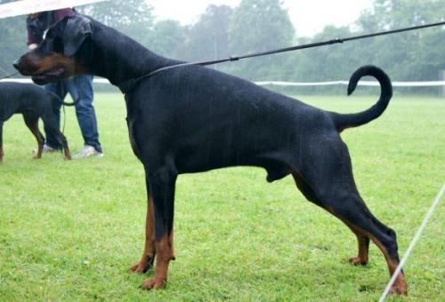 Dobermundes El Emblazon | Black Doberman Pinscher