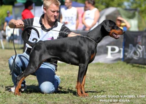 J'Adore Gucci v. Nobel Line | Black Doberman Pinscher