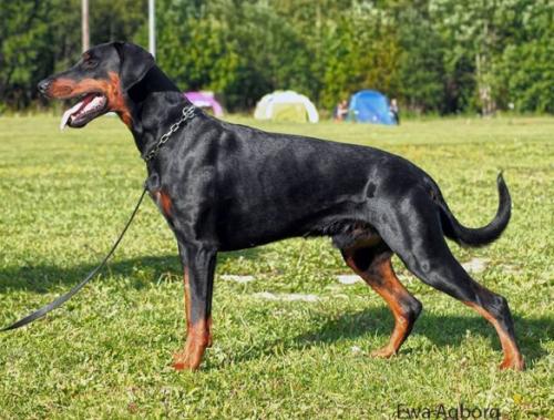 Dobfancier's Zicko | Black Doberman Pinscher