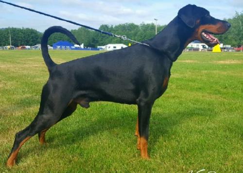 Grumium Delphinus | Black Doberman Pinscher