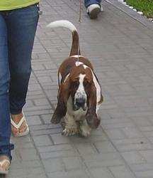 Dun Donatte Benrey Hounds | Basset Hound 