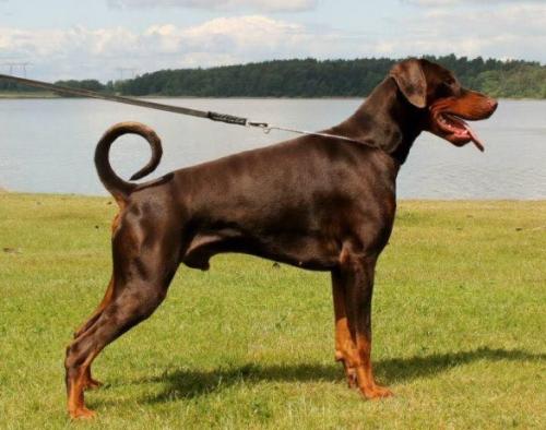 Blazing Expressions Bukefalos | Brown Doberman Pinscher