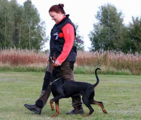 Cape Secure Classy Bitch | Black Doberman Pinscher