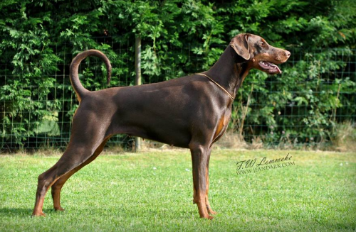 Jean Dark Touch of Pink | Brown Doberman Pinscher