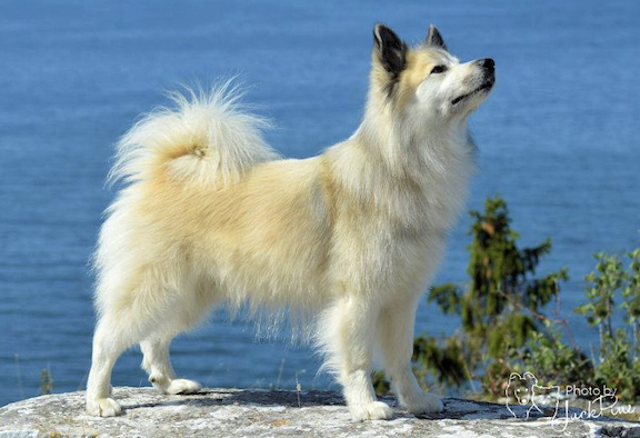 Atle - 62866/2007 | Icelandic Sheepdog 