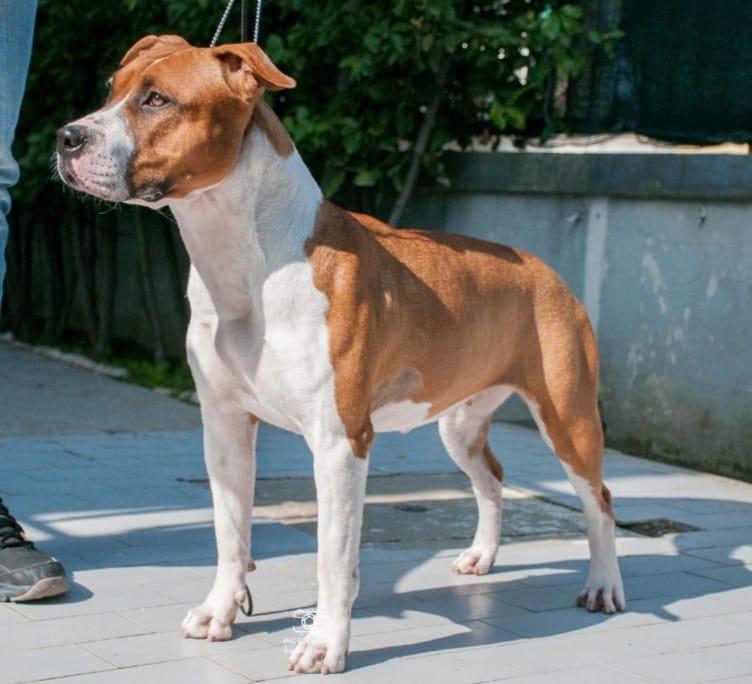 De Paco XZ Greym' A Gift From God | American Staffordshire Terrier 