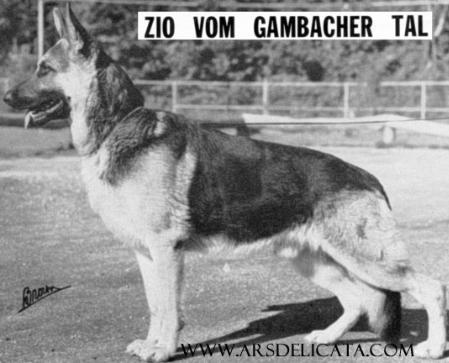 Zio vom Gambacher Tal | German Shepherd Dog 