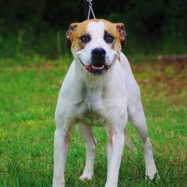 Jbacks tnt maggie of gsk | American Bulldog 