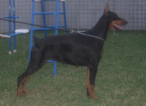 Diby Lucky Rose | Black Doberman Pinscher