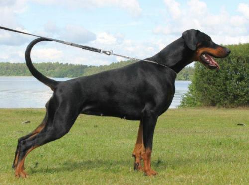 Blazing Expressions Cover Girl | Black Doberman Pinscher