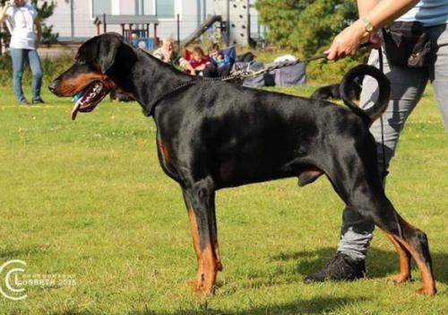 Dobergaarden Forever Poseidon | Black Doberman Pinscher