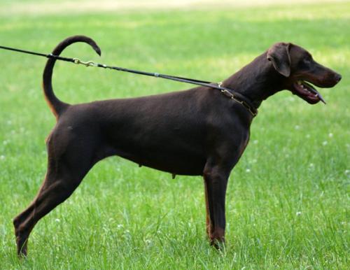 Dobergaarden Forever Penny Lou | Brown Doberman Pinscher