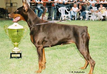 Alice dei Sauli Grimaldi | Brown Doberman Pinscher