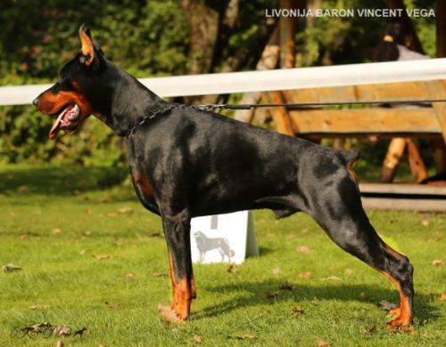 Livonija Baron Vincent Vega | Black Doberman Pinscher