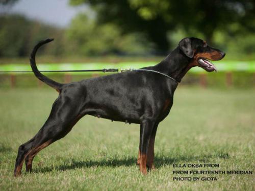 Ella Oksa from Fourtheenth Meridian | Black Doberman Pinscher